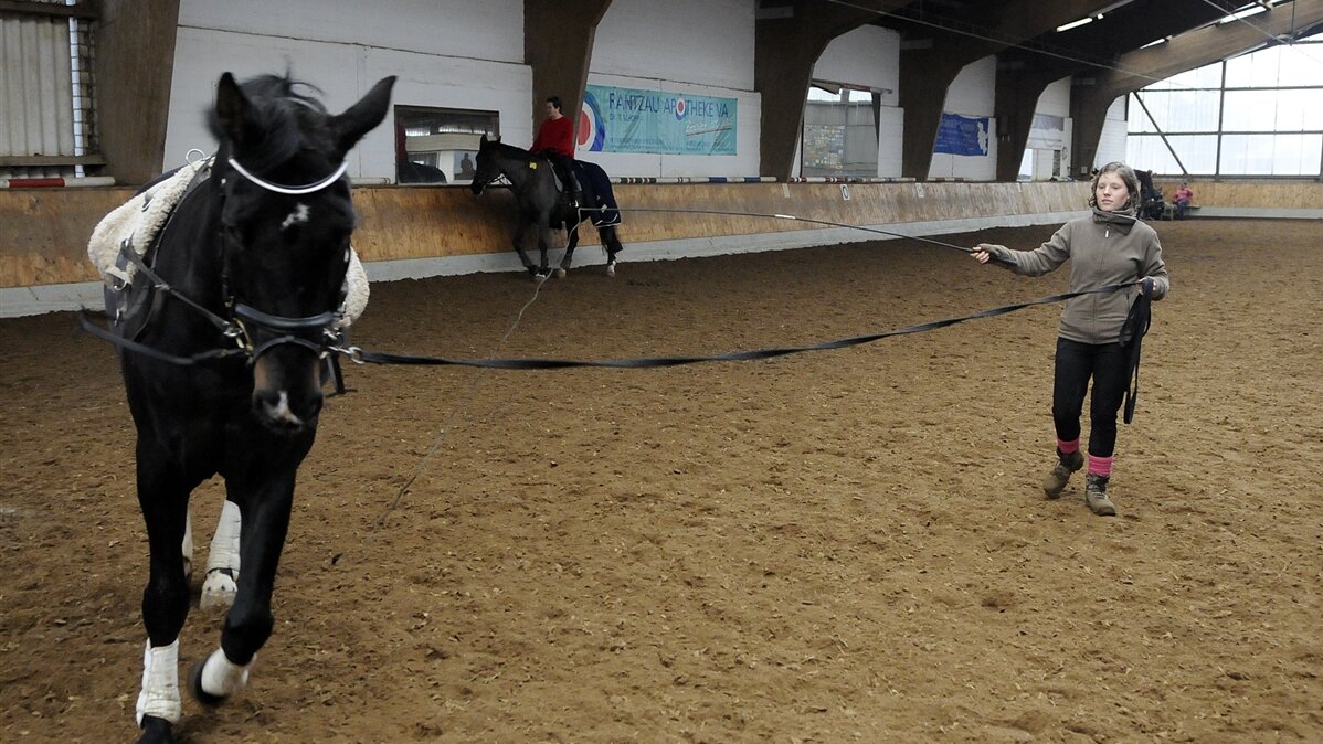 Eine Reiterin trainiert ein Pferd an der langen Leine.