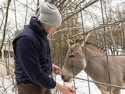 Ein junger Mann füttert einen Esel durch einen Zaun.