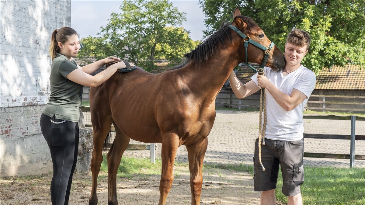Thoya striegelt ein Pferd, das Jannis am Zügel hält.