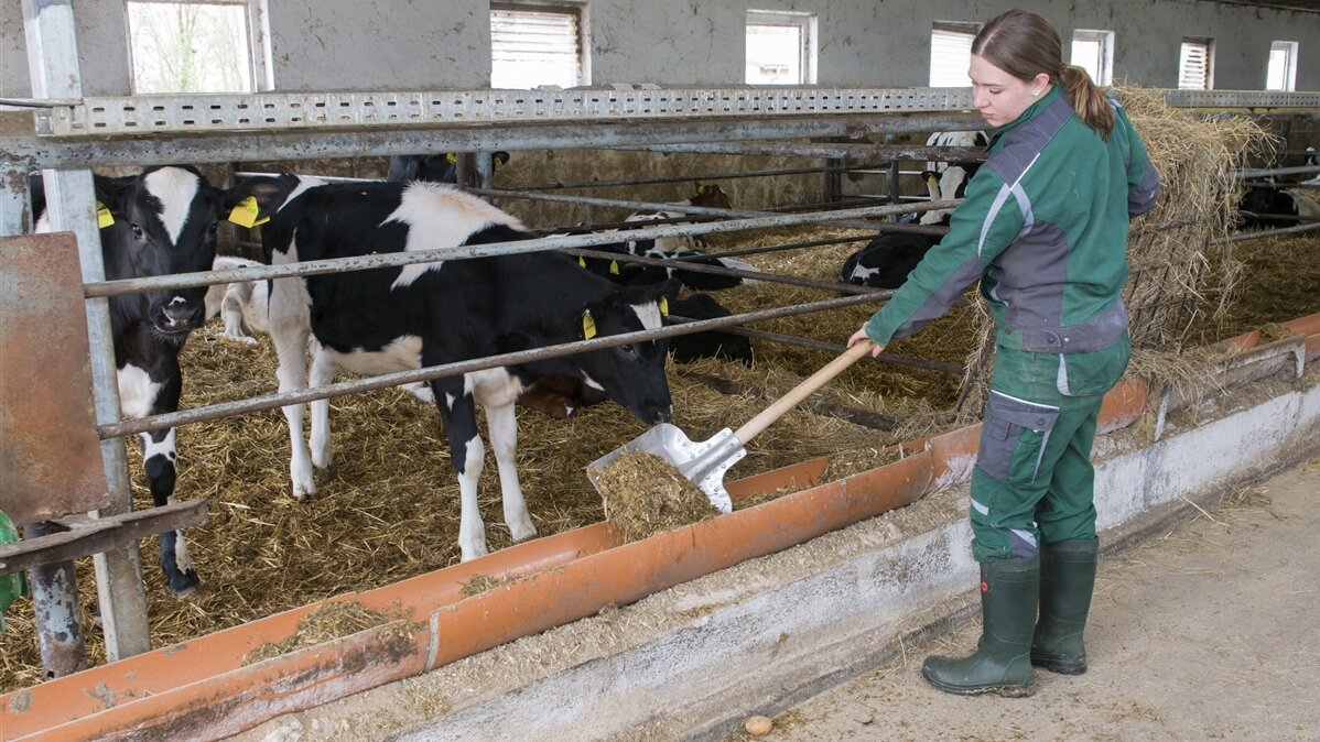 Tamara befüllt die Futtertröge im Kälberstall mit festem Futter mithilfe einer Schaufel.