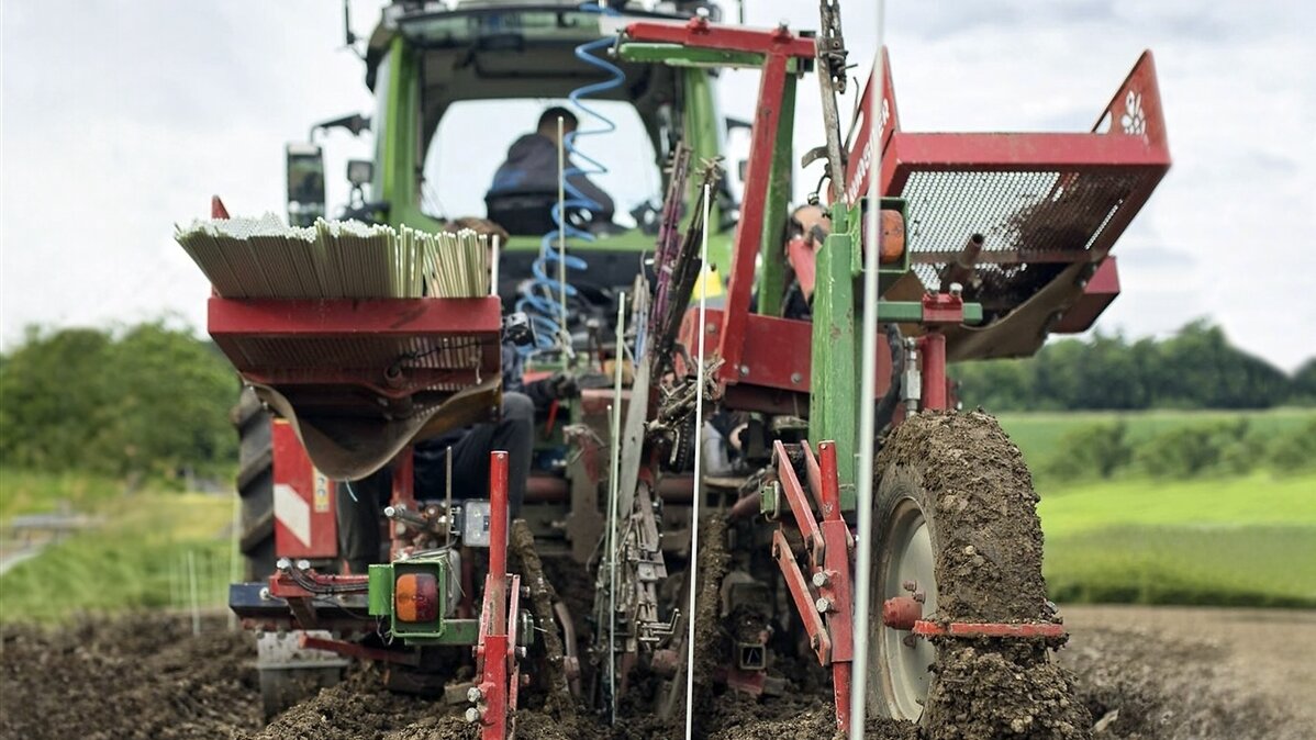 Luca und Jan pflanzen Weinreben mit einer Pflanzmaschine am Traktor.