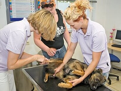 Tiermedizinische Fachangestellte behandeln einen Hund.