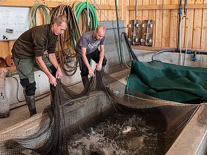 Zwei Männer in Gummistiefel und Arbeitshose holen mit einem Netz Fische aus einem Zuchtbecken.