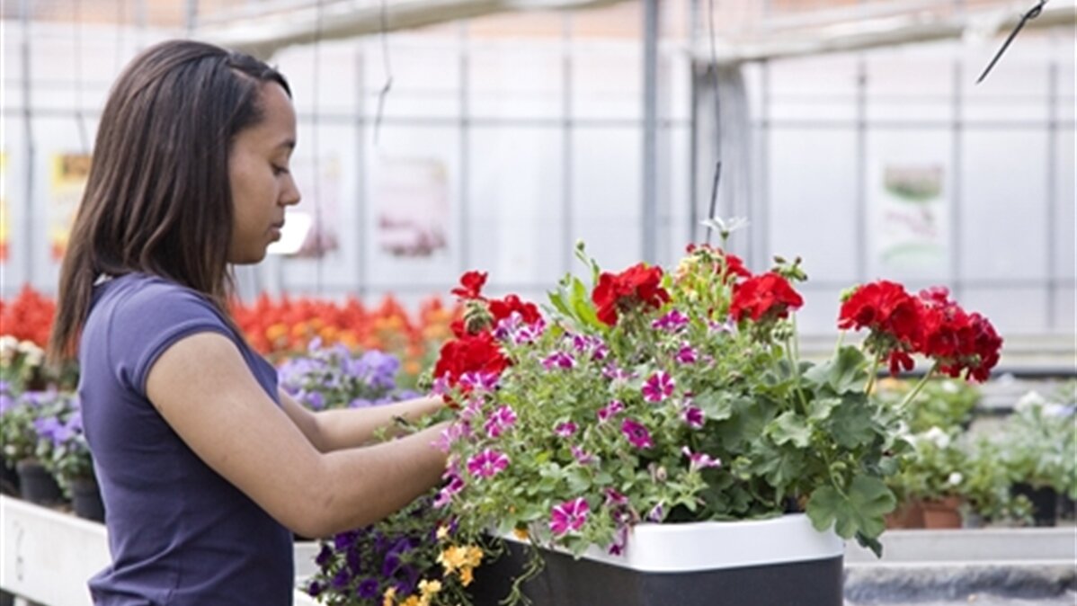 Eine junge Frau bepflanzt einen Blumenkasten.