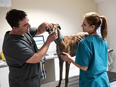 Ein Mann und eine junge Frau untersuchen einen Hund in einem Behandlungszimmer.