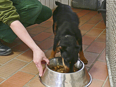 Sandrina füttert einen Hund.