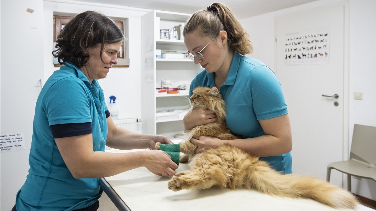 Miriam hält am Behandlungstisch eine Katze fest, während die Ärztin der Katze einen Verband anlegt.