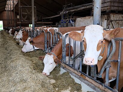 Viele Kühe stehen in einem Stall und fressen Heu.