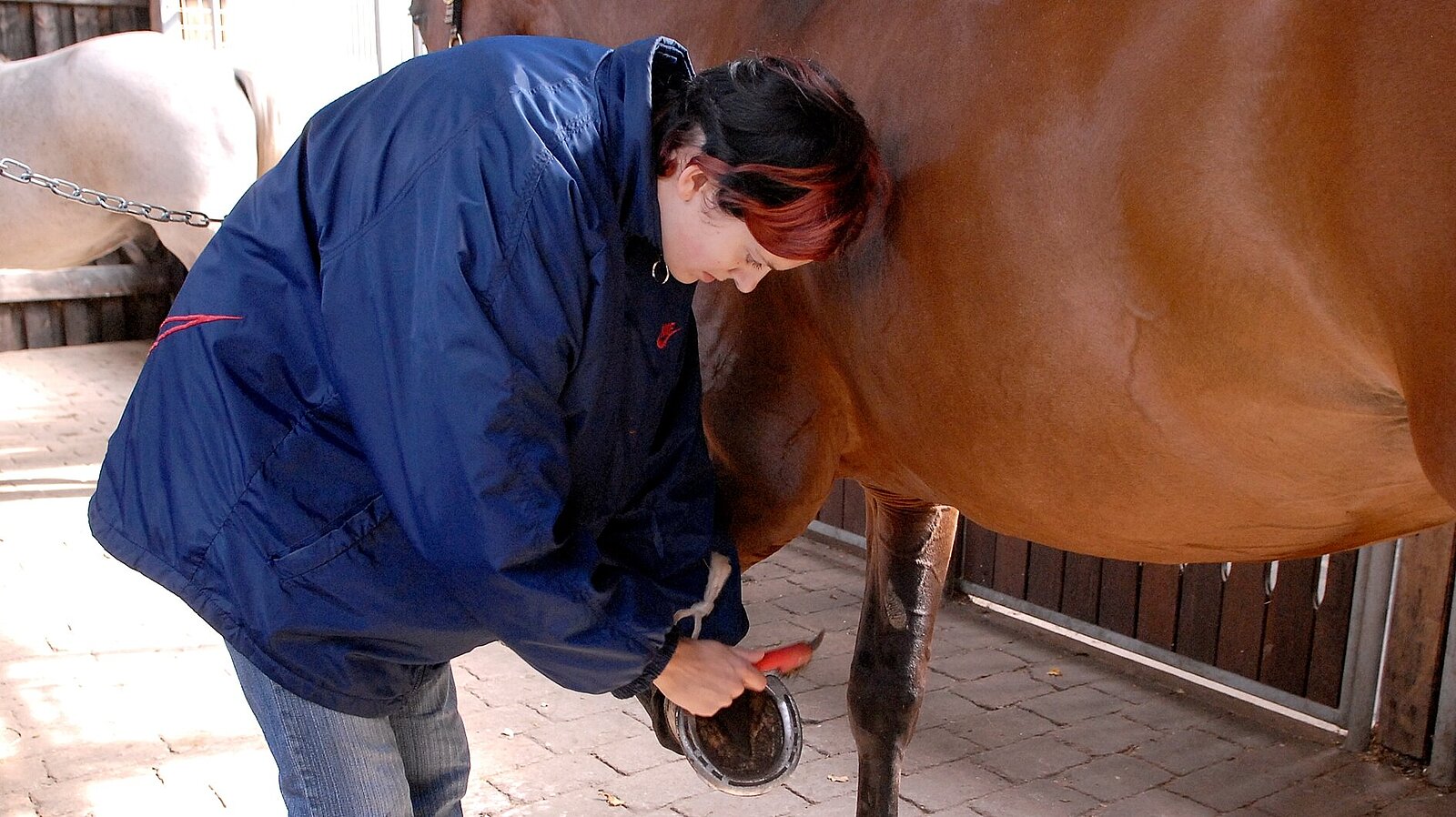 Eine Frau reinigt die Hufen eines Pferdes.