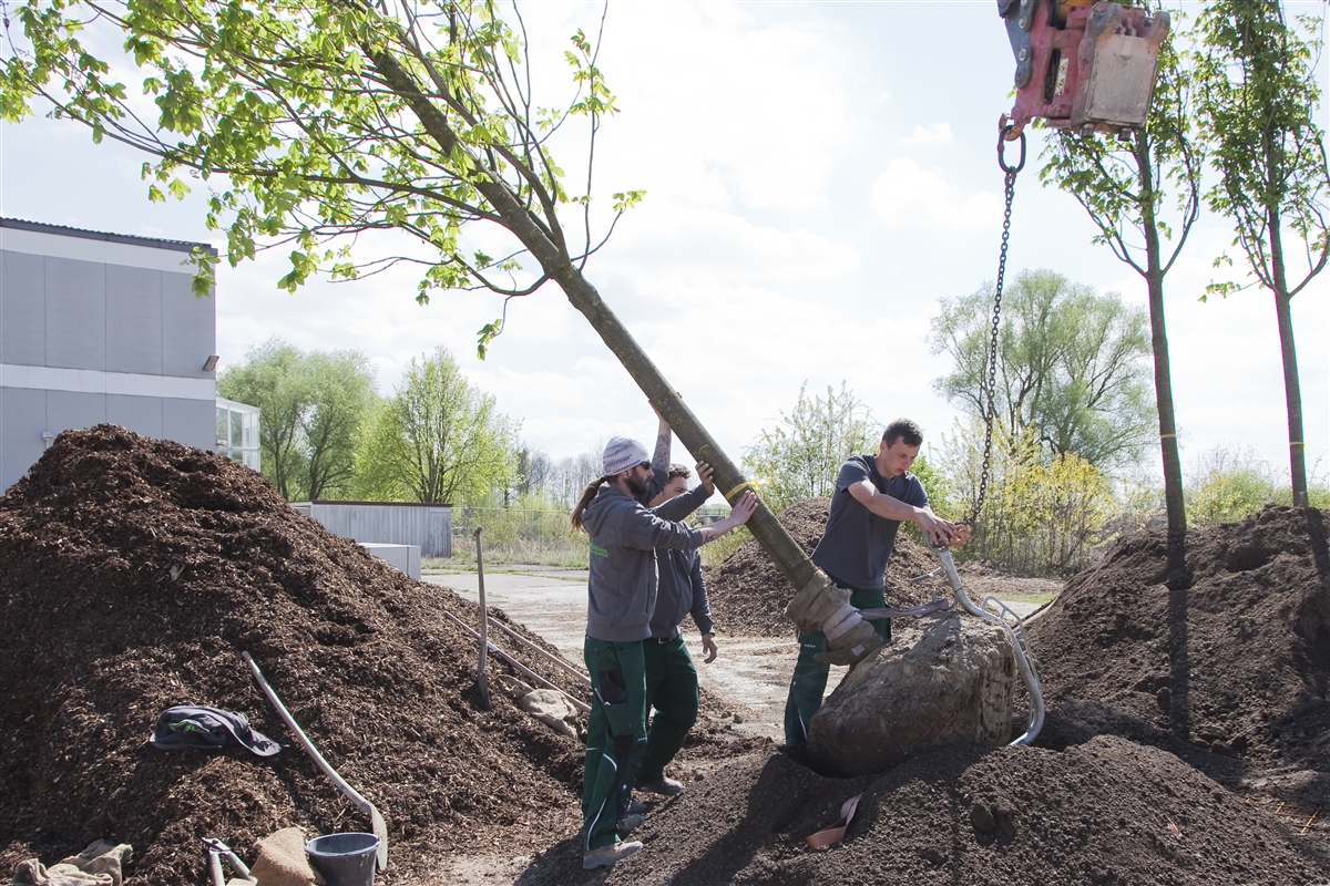 Drei Junge Männer pflanzen einen Baum mithilfe eines Baggers ein.
