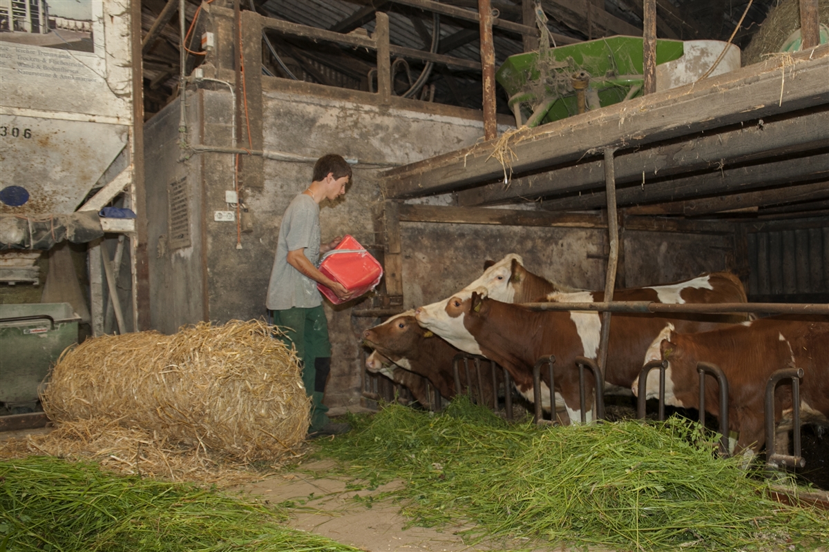 Ein junger Mann füttert im Stall die Kühe.